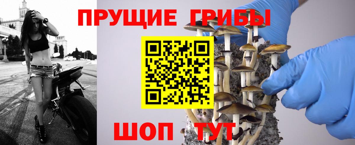 Псилоцибиновые грибы Psilocybine cubensis Гусев